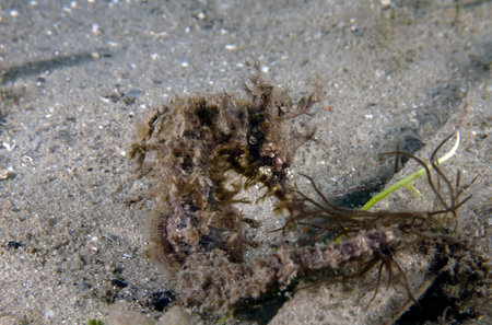 A Long-snouted Seahorse (Hippocampus guttulatus) in Florida, USAの写真素材