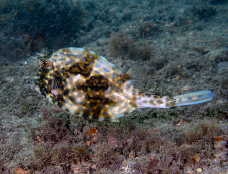 A Scrawled Cowfish (Acanthostracion quadricornis) in Florida, USAの写真素材