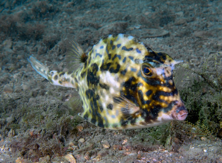 A Scrawled Cowfish (Acanthostracion quadricornis) in Florida, USAの写真素材