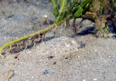 An Eyed Flounder (Bothus ocellatus) in Florida, USAの写真素材