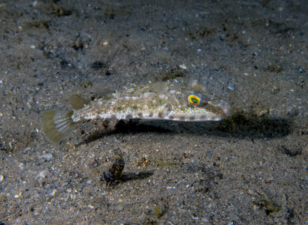 A Bandtail Puffer (Sphoeroides spengleri) in Florida, USAの写真素材