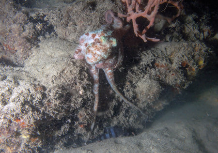 A Caribbean Reef Octopus (Octopus briareus) in Florida, USAの写真素材