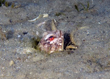 A Dusky Jawfish (Opistognathus whitehursti) in Florida, USAの写真素材