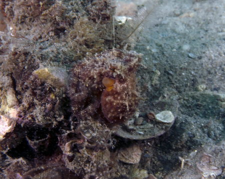 A Common Octopus (Octopus cyanea) in Florida, USAの写真素材