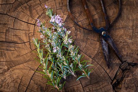 Sprig of rosemary  in flower with scissors ,on rustic wood background.  close up. Top view.の写真素材