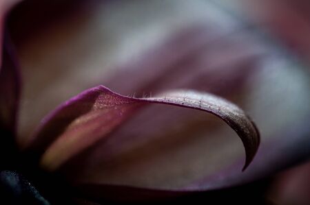 abstract background close up of  leaf with selective focus.purples & red.の写真素材
