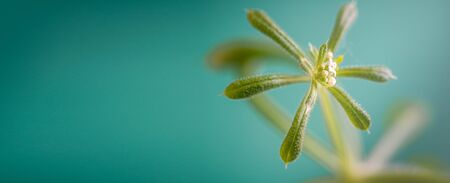 close up of beautiful  artistic wild flower or weed against a blue green background wide image for banner ,backdrop or wall paper.の写真素材