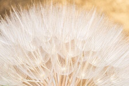 Close up of giant dandelion seed head, spring summer  abstract background.