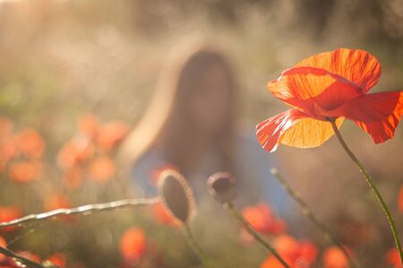 Background of poppy field  in evening light. ith blured woman in background.の写真素材