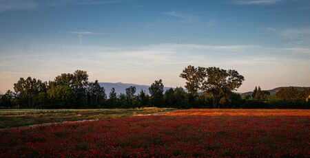 Field or red poppy flowers in Provence ,France.with mount ventoux in background.の写真素材