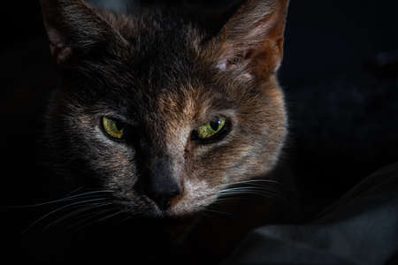 Portrait of a Tabby cat with lighting on beautiful green eyesの写真素材