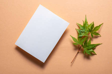 white mock up invitation card on a peach background with Japanese maple leaf , copy space too for your text .の写真素材