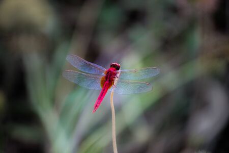 Beautiful Portrait of Dragonfly in its natural habitat