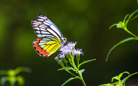 Jezebel Butterfly
