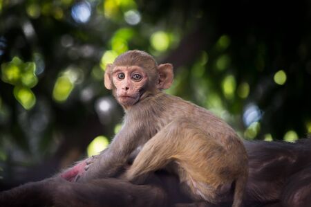 The Rhesus Macaque Monkey sitting  on the tree and looking awayの写真素材