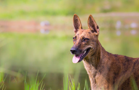 The domestic dog is a domesticated descendant of the wolf. The dog derived from an ancient, extinct wolf, 
and the modern grey wolf is the dog's nearest living relative. The dog was the first speciesの写真素材