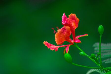 Gulmohar Flowers blooming away on a beautiful spring dayの写真素材