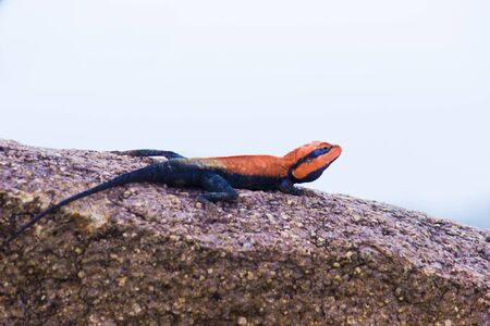 Peninsular Rock Agama lizard sitting on the rock in its natural habitat.