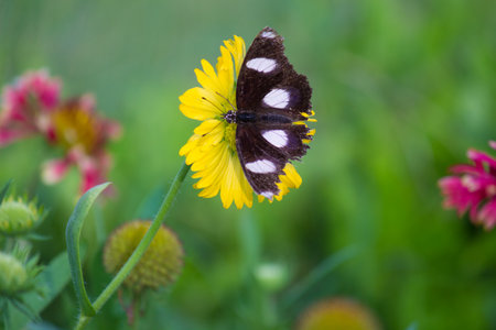 Butterflies are beautiful, flying insects with large scaly wings. Like all insects, they have six jointed legs,
 3 body parts, a pair of antennae, compound eyes, and an exoskeleton. The three body parの写真素材