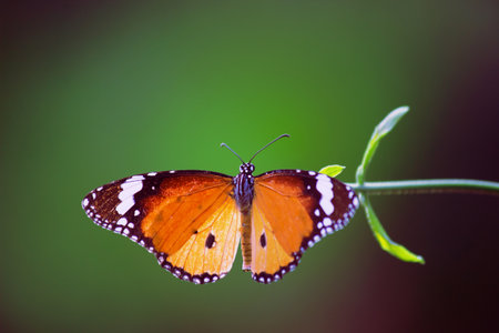 Butterfly on green leaf in nature. (Common tiger)の写真素材