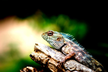 Close up of a lizard on a tree branch in the forest.の写真素材
