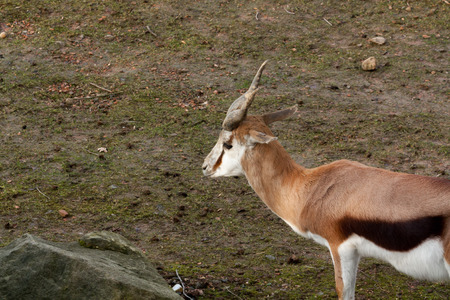 A lonely doe in the field. On the left is a nice space the place your on message. The picture was...