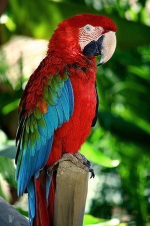 a beautiful colorful bird in tropical forest