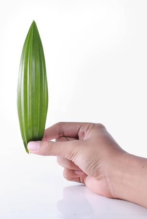 hand holding natural green leafの写真素材