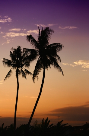 a silhouette of two lovely coconut treeの写真素材