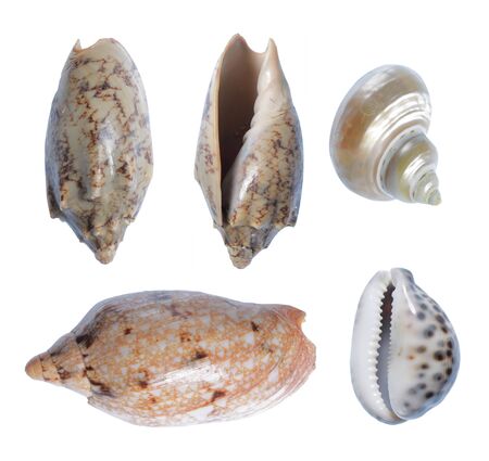 seashell collection. isolated over white background
