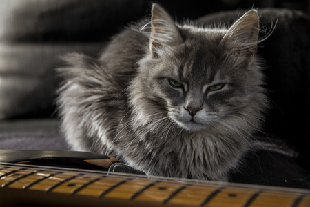A beautiful gray Persian cat with a menacing gaze guards the master's electric guitarの写真素材