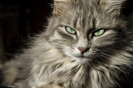 Beautiful Persian cat with long gray hair looks at you with his eyes of a magical deep greenの写真素材