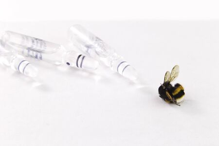 Nature alert concept: close up of bumblebee (Bombus) dead in selective focus on white background...
