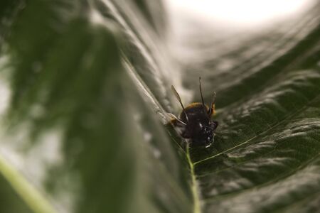 Nature alert concept: close up of a bumble bee (Bombus) dead in selective focus on a green leafの写真素材
