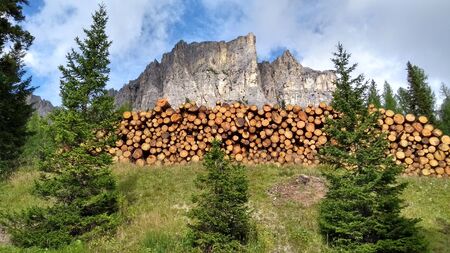 Life in the mountains: three young fir trees stand out boldly covering a pile of newly cut and neatly arranged logs. In the background the Dolomites.の写真素材