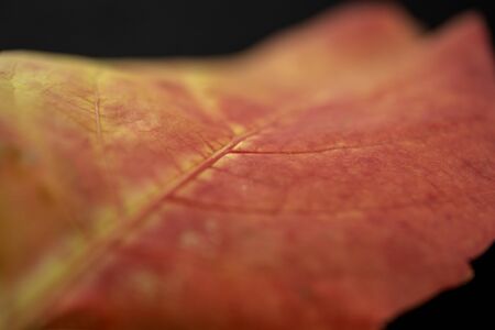Autumn in orange: angle view close up of a red Virginia creeper (Parthenocissus quinquefolia) leaf...