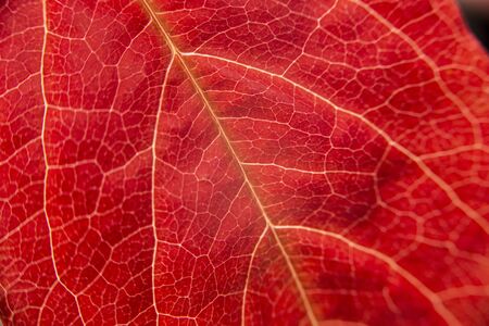 Autumn in orange: macro close-up view of a red Virginia Creeper (Parthenocissus quinquefolia) leaf with foreground veinsの写真素材