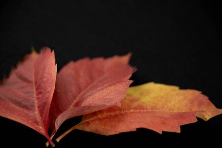 Autumn in orange: angle view close up of Virginia creeper (Parthenocissus quinquefolia) leaves in...