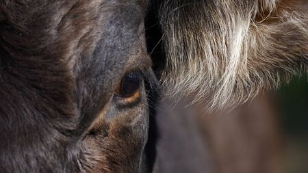 Farm animals in freedom concept: closeup of the eye and ear of a dark brown cow looking into the cameraの写真素材