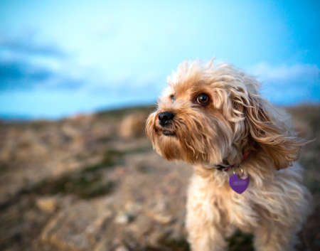 Close-up of the muzzle of a beige colored mixed breed poodle dog with bokeh effect and ears raised by the wind in the outdoors - The expressions of animals similar to humans oneの写真素材