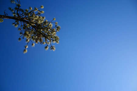 A pine branch surrounded by deep blue sky.の写真素材