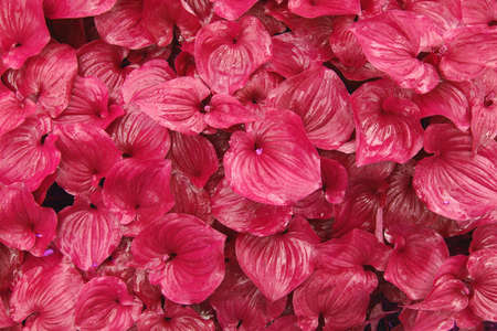 A background of pink leaves.の写真素材