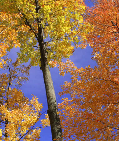A maple tree stands amidst a blanket of colorful foliage.