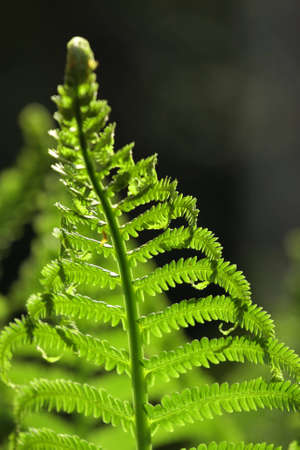 The freshly unrolled frond of a fern.の写真素材