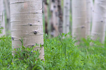 An aspen grove near Snowmass, Colorado, USA.の写真素材