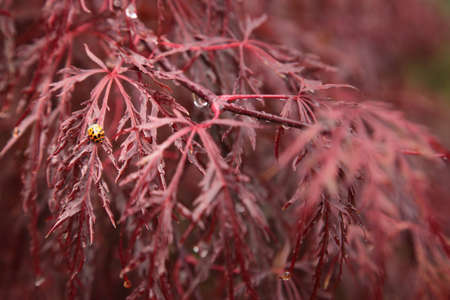 A ladybug sits on the leaf of a Japanese maple.の写真素材