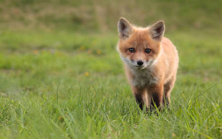 A lone fox pup in a green grassy field.の写真素材