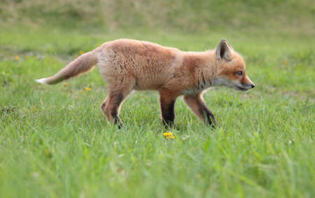 A lone fox pup in a green grassy field hunts prey.の写真素材