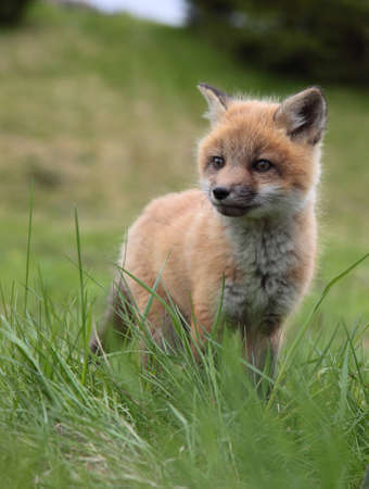 A lone fox pup in a green grassy field senses an intruder.の写真素材