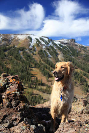 A happy golden retriever in front of a ski area in Kirkwood, California.の写真素材